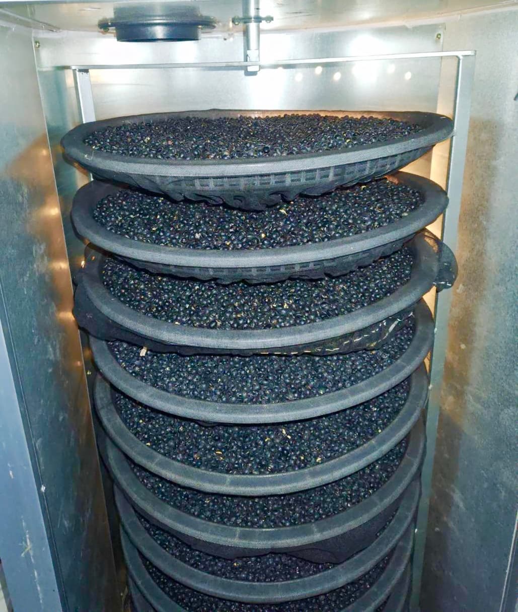 佐野大黒屋の強みとこだわり — 特許取得の乾燥製法(第5685750号)による丹波種黒豆加工